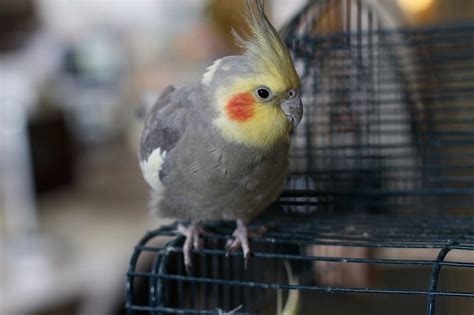 Cockatiel vs Cockatoo | What's The Difference? - Psittacology