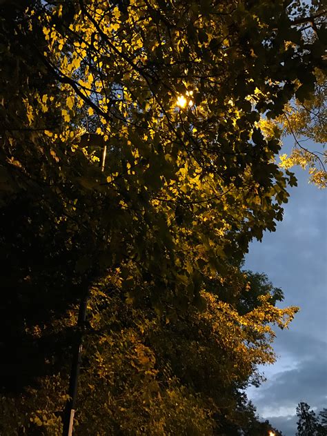 Fotos Gratis Rbol Naturaleza Bosque Rama Ligero Planta Noche