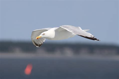 Auto Focus Photography of Flying White Bird during Daytime · Free Stock ...