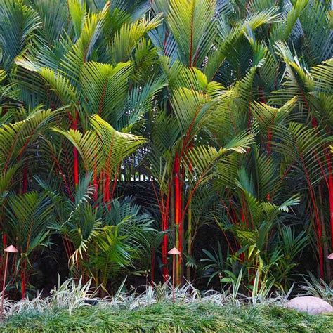 Palma Roja Cuidados Cultivo Y Gu A De Compra