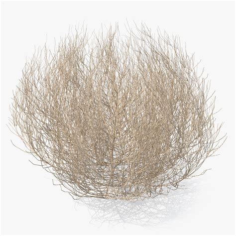 Desert tumbleweed tumbled 3D - TurboSquid 1398401