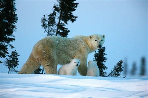 Alaska Viaggio Tra Ghiacci Artici Ed Orsi Polari