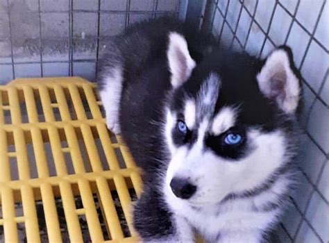 Chó Husky: Tìm hiểu đặc điểm, tính cách, giá chó Husky thuần chủng - Thudaumot