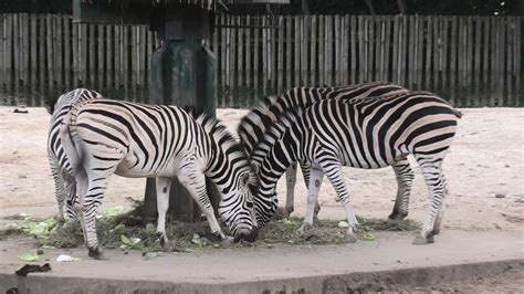 グラントシマウマ 東武動物公園 2020年9月18日 Youtube