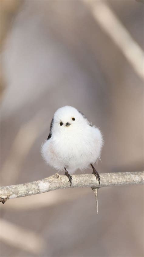 ぼくシマエナガ on Twitter かわいい野生動物 シマエナガ 鳥の壁紙