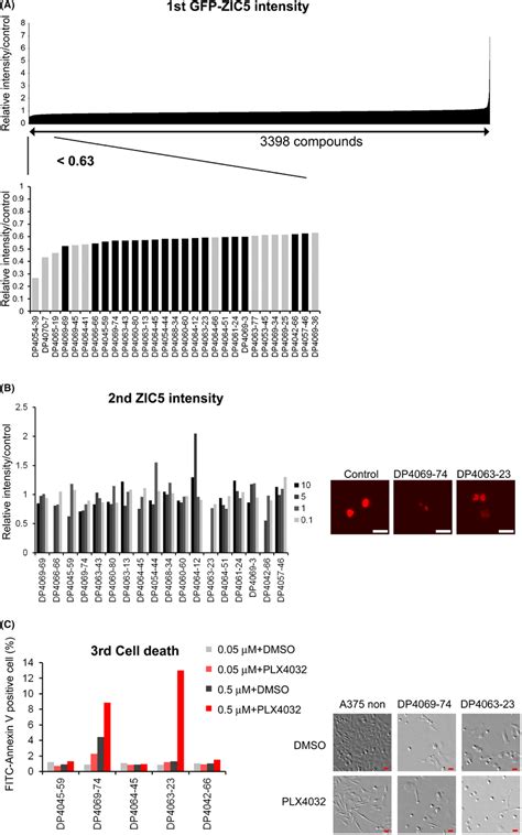 Identification of several candidate compounds that reduce ZIC5 protein ...
