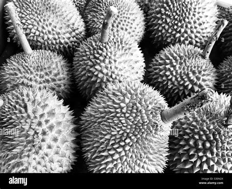 Thorns And Fruit Black And White Stock Photos Images Alamy