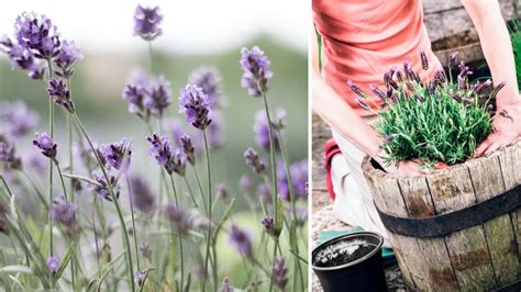 Como Cuidar Da Planta Lavanda Dicas E Ideias Inspiradoras