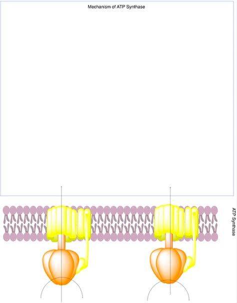 Solved Diagram the process of the Proton Pump. Please | Chegg.com