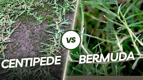 Why Is Centipede Grass Better Than Bermuda Grass Youtube