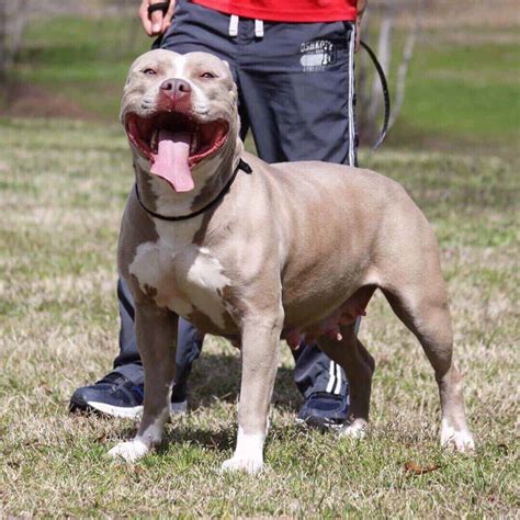 XL PITBULL PUPPIES FOR SALE | CHAMPAGNE XXL PITBULL PUPPIES | LILAC ...