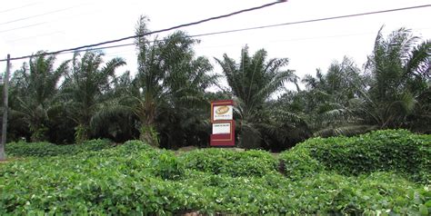 Oil Palm Plantations in Sabah, Malaysia