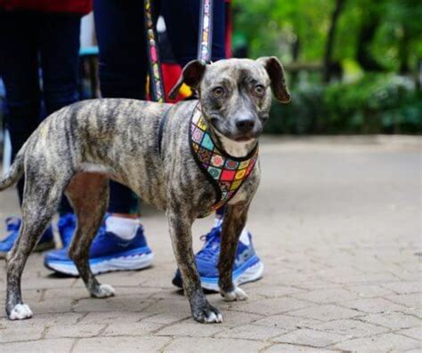 Consejos Para Vestir A Tus Mascotas En La Temporada Fría