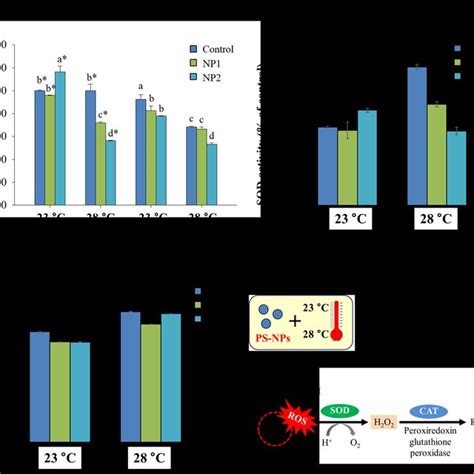 Effects Of Polystyrene PS Nanoplastic NP Concentrations At 23 C