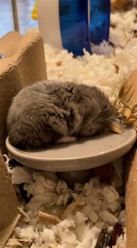 Sleeping hamster : r/hamsters