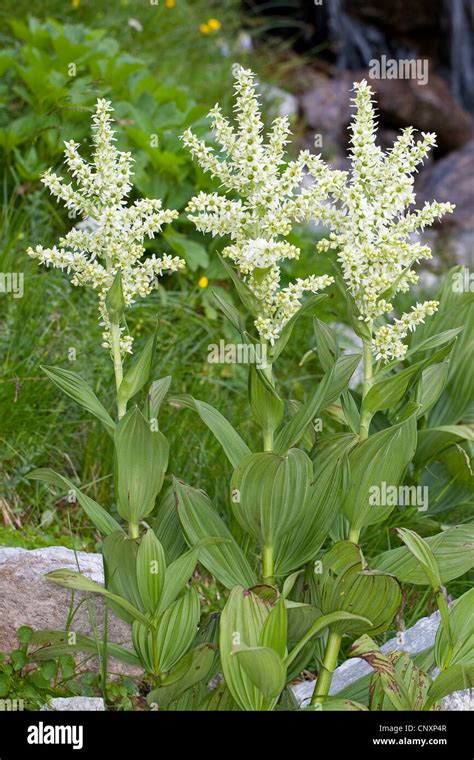 False Helleborine White Hellebore Veratrum Album Blooming Germany