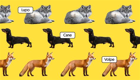 Discovering Animal Names in Italian: A Linguistic Safari