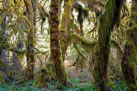 Visiting the Hoh Rainforest in Winter: Everything You Need to Know