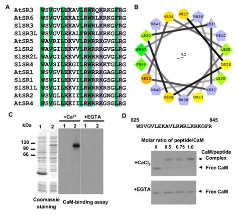 SlSRs Are Calcium Calmodulin Binding Proteins A Alignment Of The