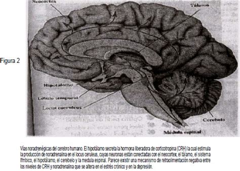 Cómo Funciona La Serotonina En El Cerebro