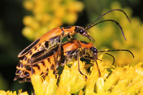 Goldenrod soldier beetle - Florida Wildflower Foundation