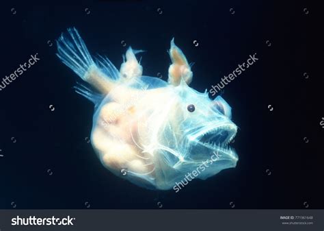 83 Male Anglerfish Images, Stock Photos & Vectors | Shutterstock