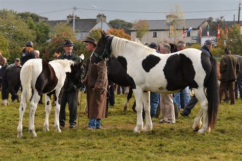 Ballinasloe Horse Fair & Festival 2024 in Ireland - Rove.me