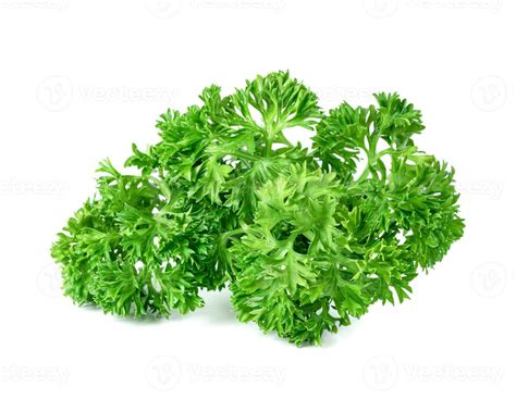 Parsley Leaf Or Petroselinum Crispum Leaves Isolated On White