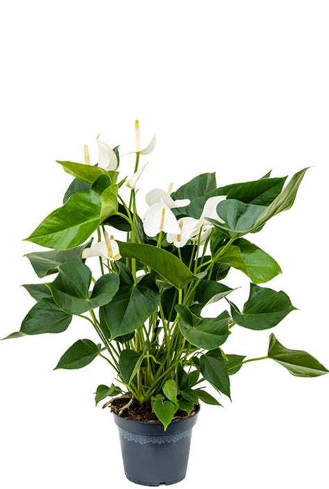 Witte Anthurium Flamingoplant 65cm Kopen 123planten Nl