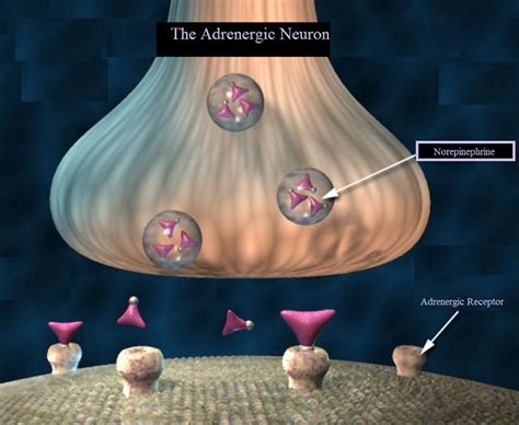 Adrenergic Drug Classification 4