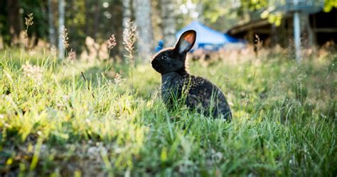 The 10 Most Poisonous Plants For Rabbits Avonturia