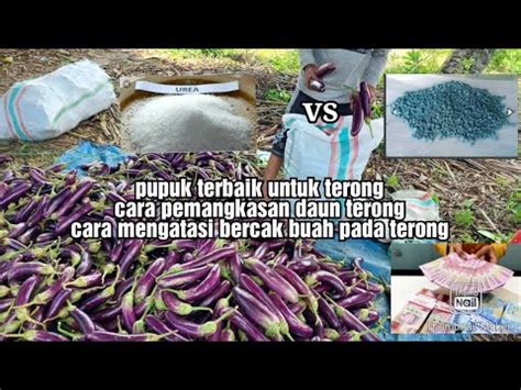 Pupuk Yang Bagus Untuk Tanaman Terong Serta Cara Pemangkasan Daun Dan