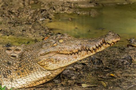 A Large Saltwater Crocodile At Borneo Stock Image Image Of Malaysia