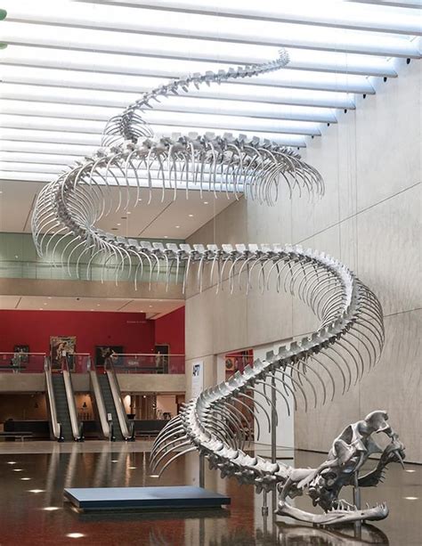 Titanoboa Monster Snake Skeleton