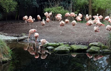 Premium Photo | Northern dutch wildlife as seen on a sunny day