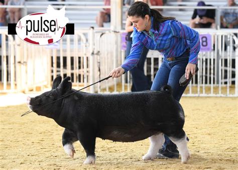 The Exposition Berkshire Gilts Div Ii The Pulse