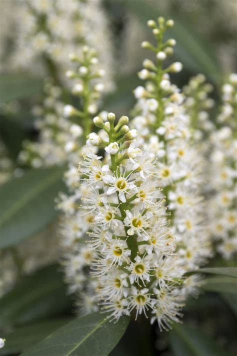 Tree of Cherry Laurel in Bloom, Flowers and Leaves Stock Image - Image of garden, leaf: 109493965