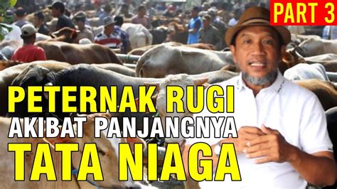 Distribusi Sapi Dari Peternak Ke Rumah Pemotongan Hewan Rph Youtube