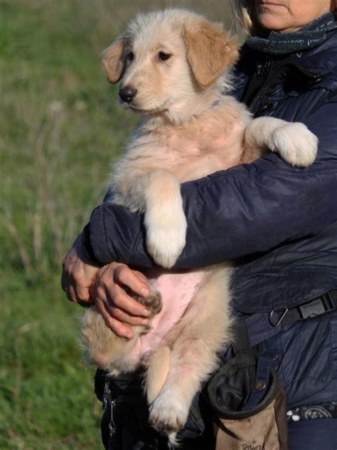 Cucciolo Meticcio Golden In Adozione A Bergamo Brescia Como Cremona