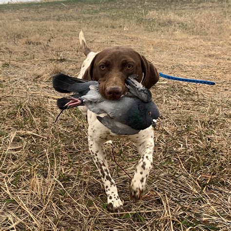 Sale Dogs - Pheasant Bonanza Hunt ClubPheasant Bonanza Hunt Club