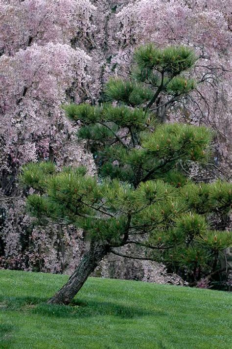 Buy Japanese Black Pine Free Shipping Wilson Bros Gardens