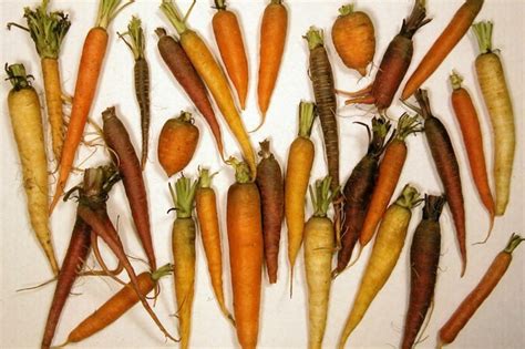 Daucus Carota From Wild Dark Carrot To Cultivated Orange Carrot