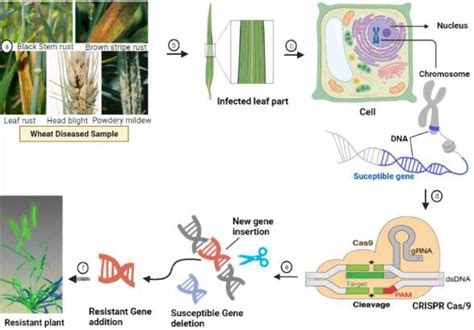 Frontiers Intelligent Reprogramming Of Wheat For Enhancement Of