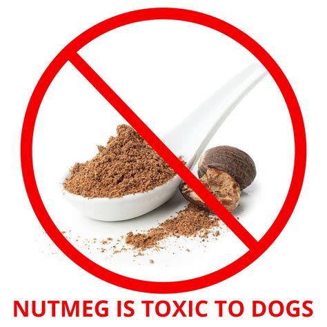 How Much Nutmeg Is Poisonous To Dogs