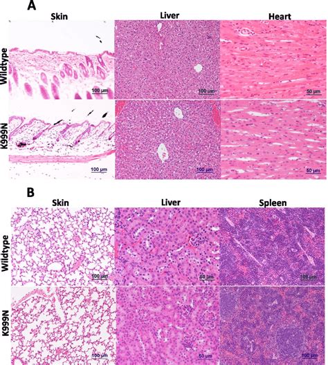 Morphology Of Extracephalic Organs A Hematoxylin Eosin Stained Tissue