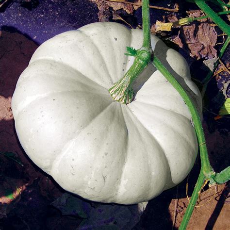 Silver Moon F1 Hybrid Pumpkin Dpseeds