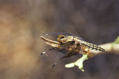 Photo Nature Lilliputienne Macrophotographies Palpopleura Lucia