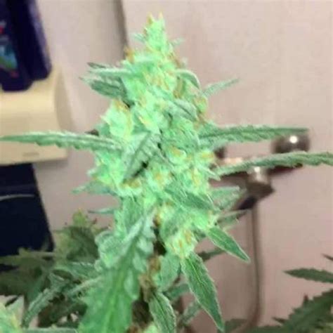 Fast Buds West Coast O G Auto Grow Journal By Shahin2122 GrowDiaries