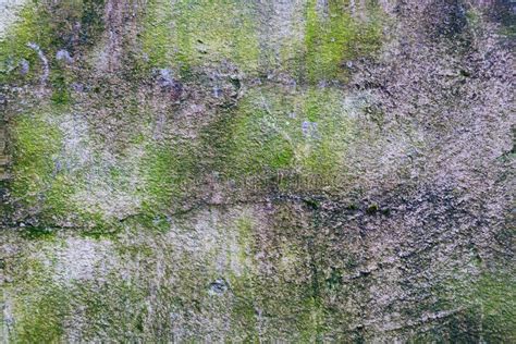 Mossy Wall Texturewall Stock Photo Image Of Wall Space 50781896