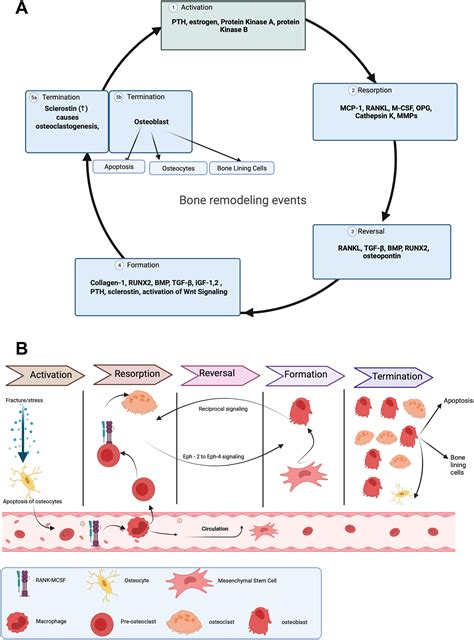 The Phytochemical Plumbagin Reciprocally Modulates Osteoblasts And